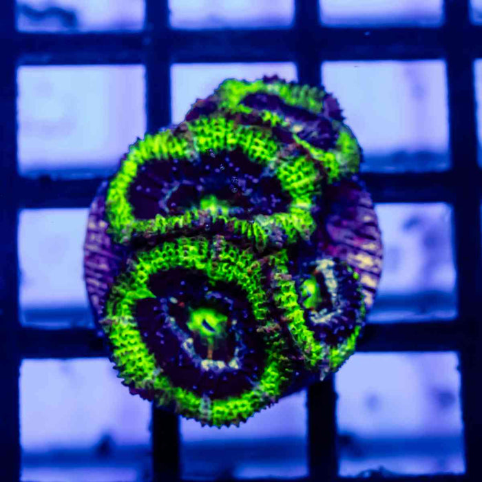 Acan Frag