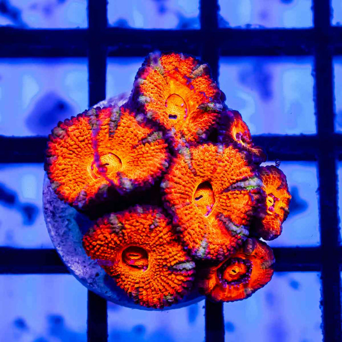 Acan Frag