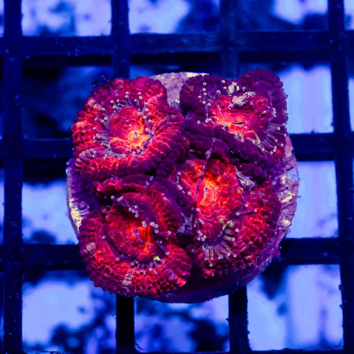 Acan Frag