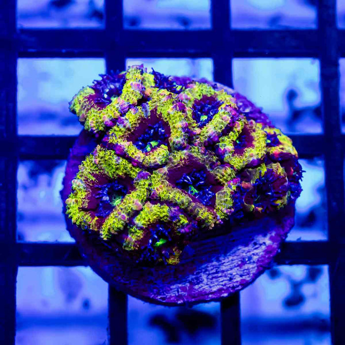 Acan Frag