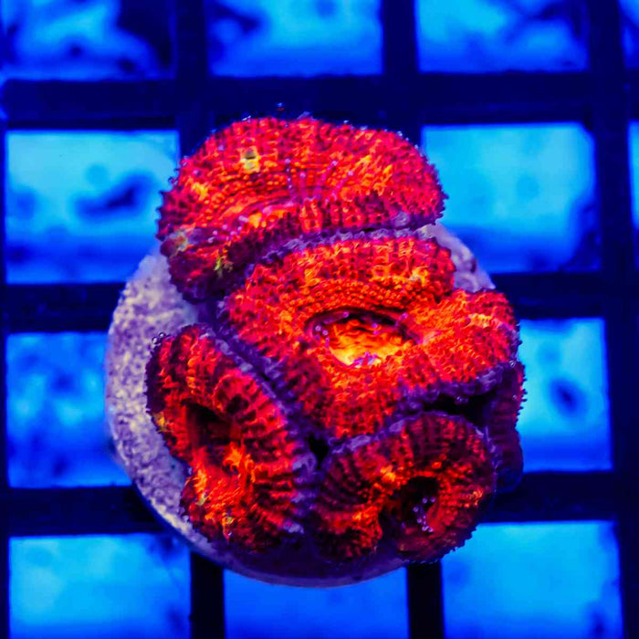 Acan Frag