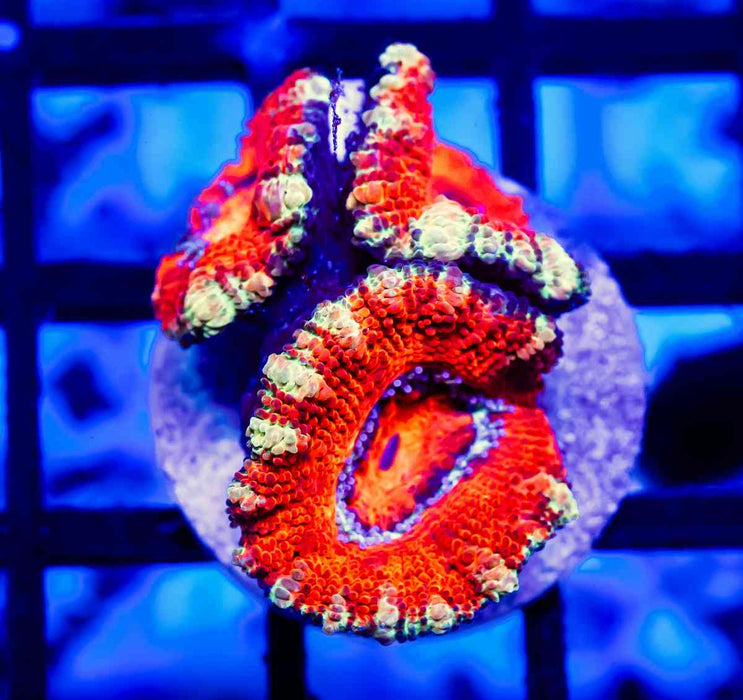 Acan Frag