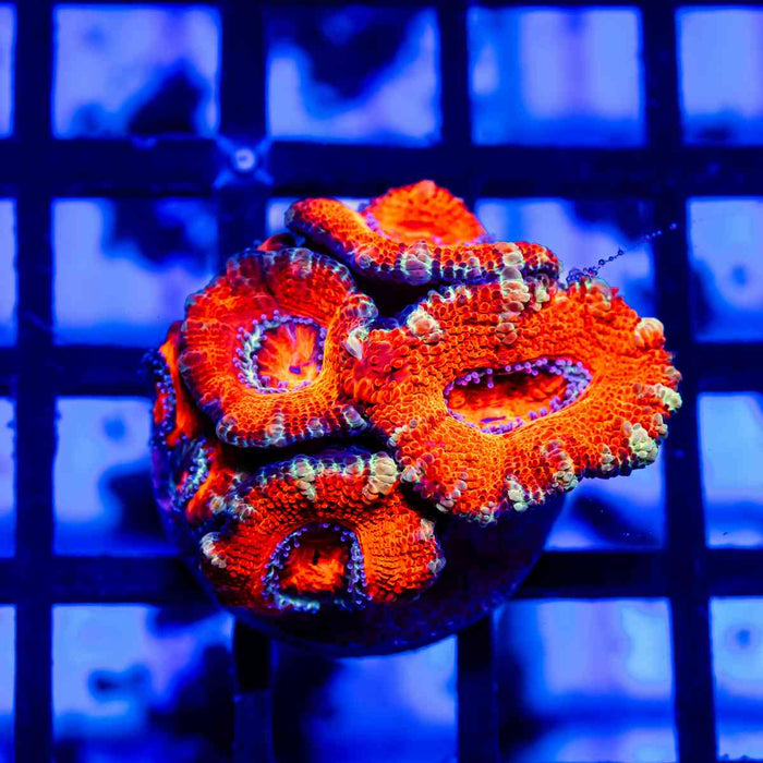 Acan Frag