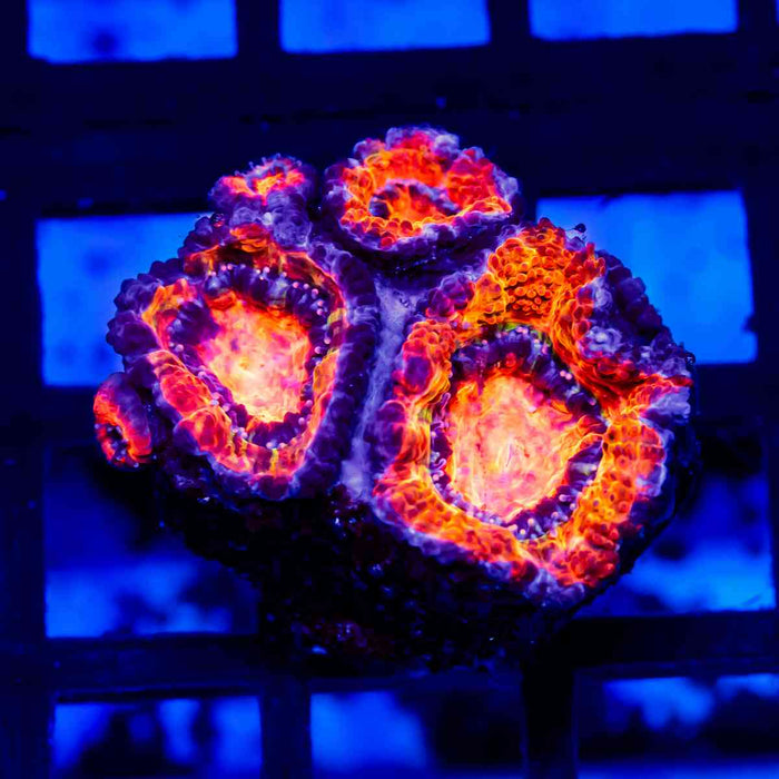 Acan Frag