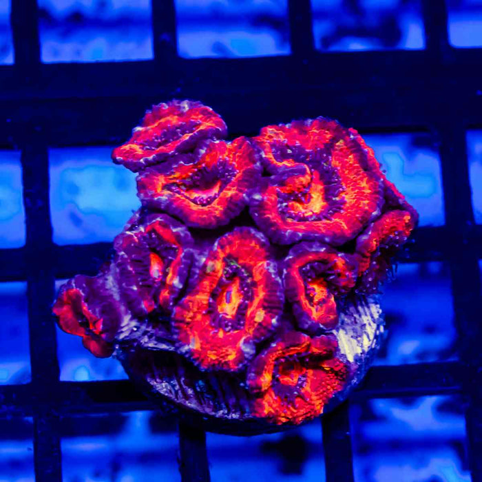 Acan Frag