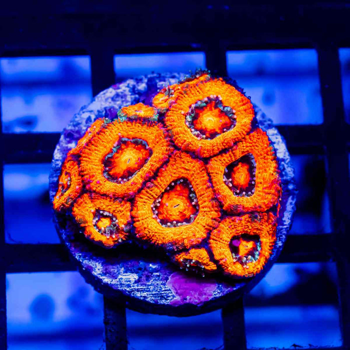 Acan Frag