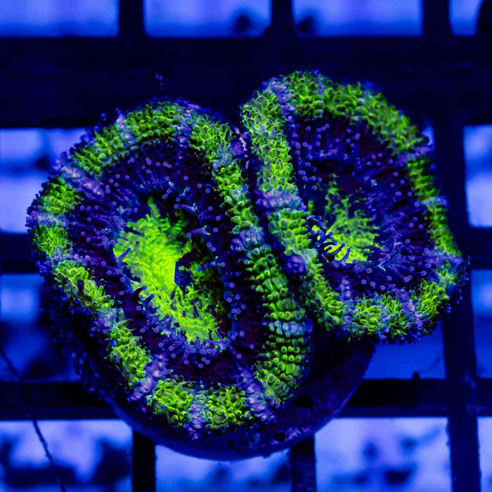 Acan Frag