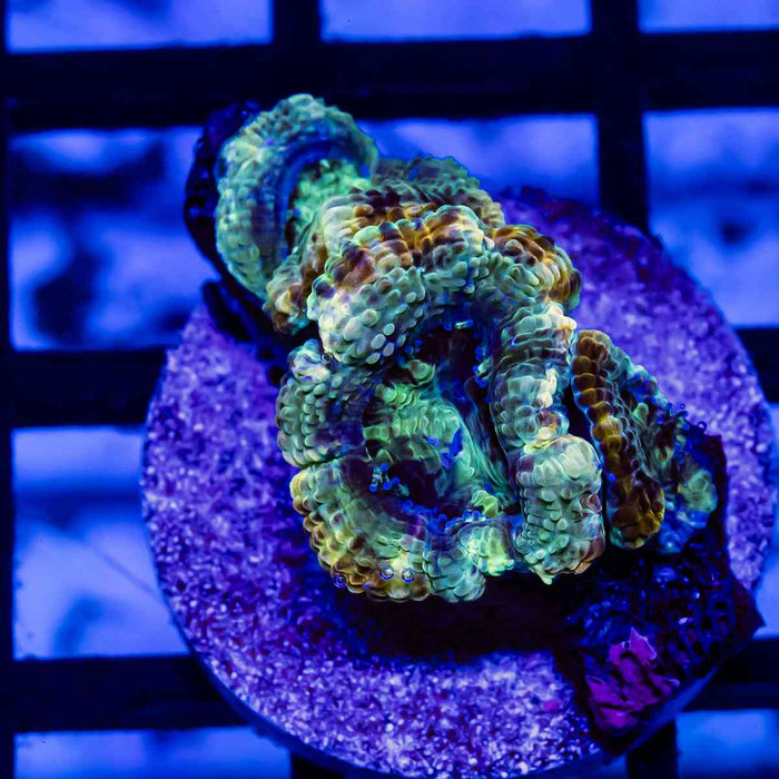 Acan Frag