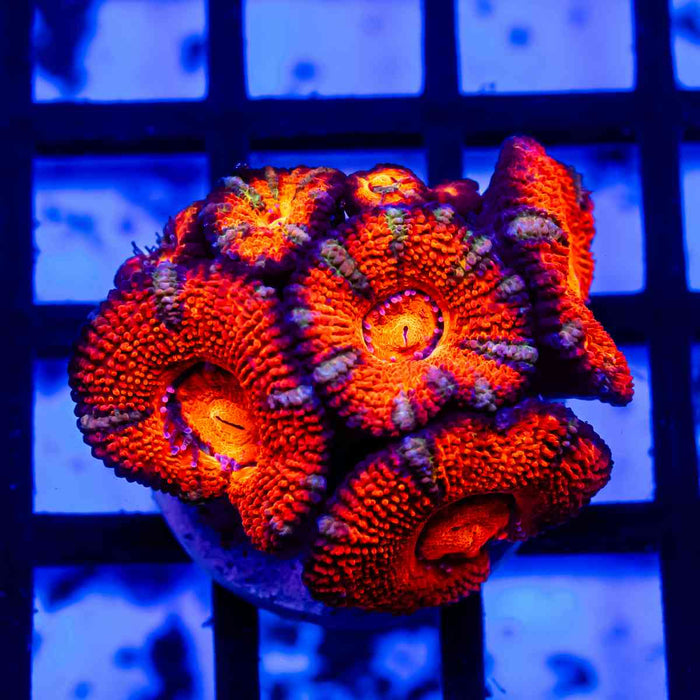 Acan Frag