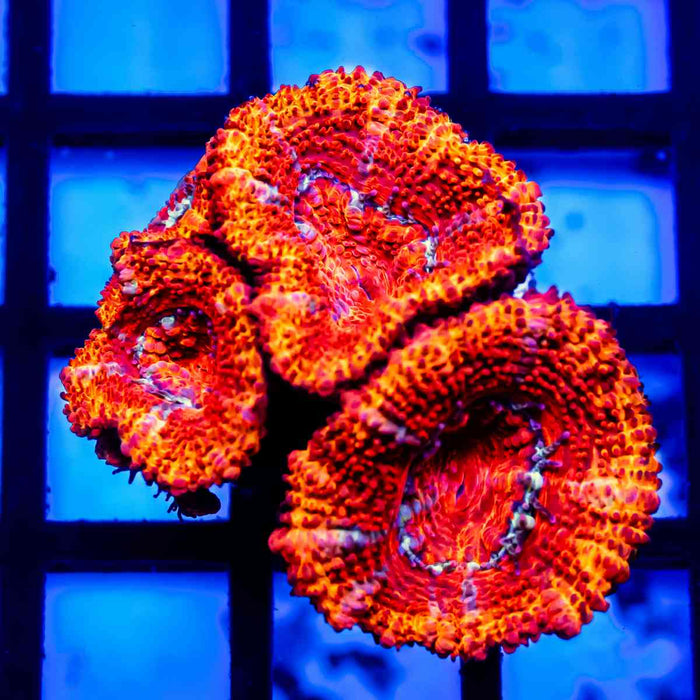 Acan Frag