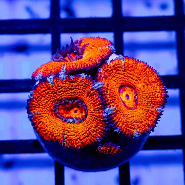 Acan Frag