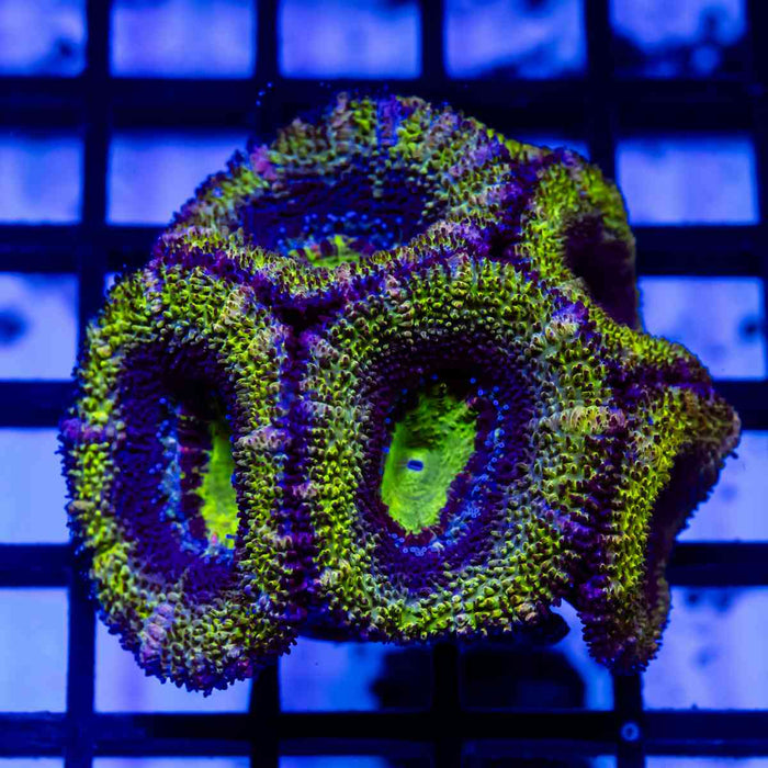 Acan Frag