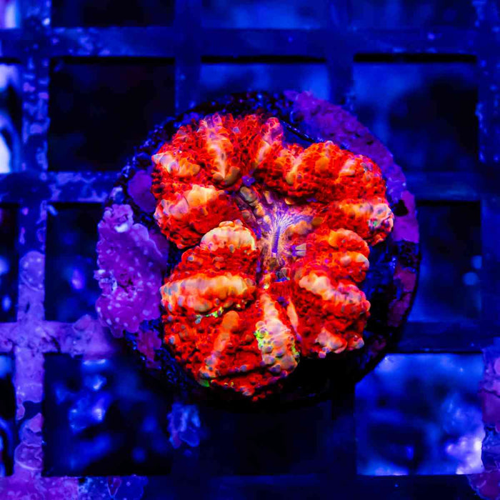 Scolymia Button Coral