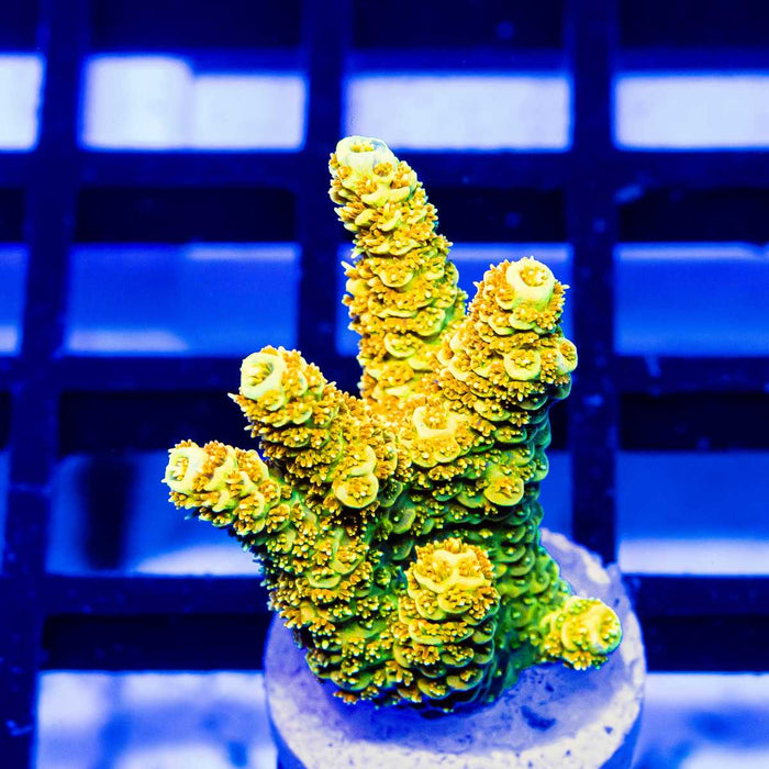 58 Acro Frag