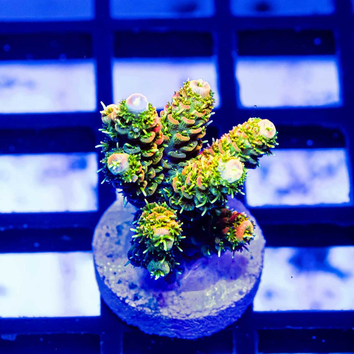 165 Acro Frag