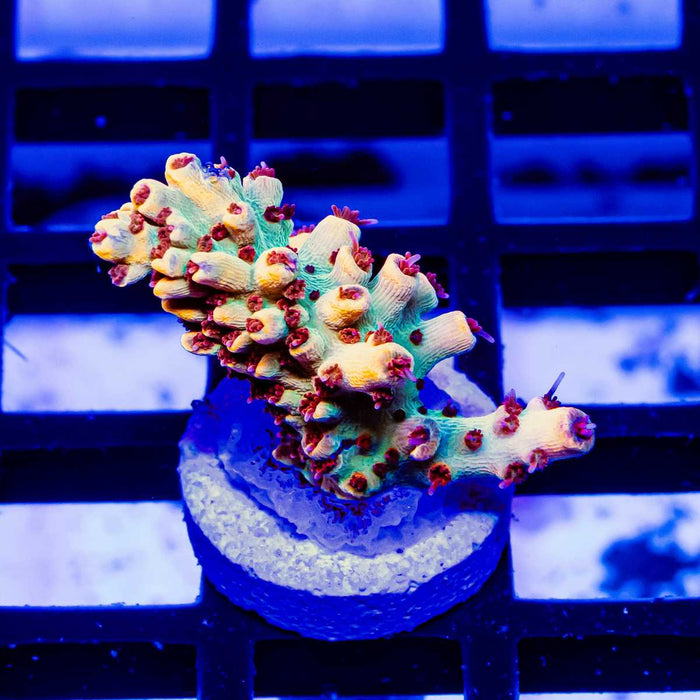 188 Acro Frag