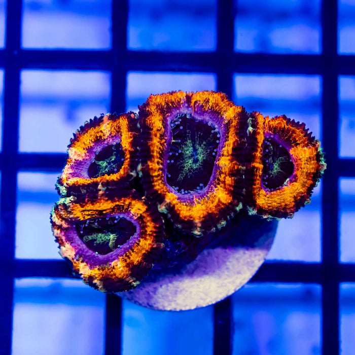 RAR Acan Frag