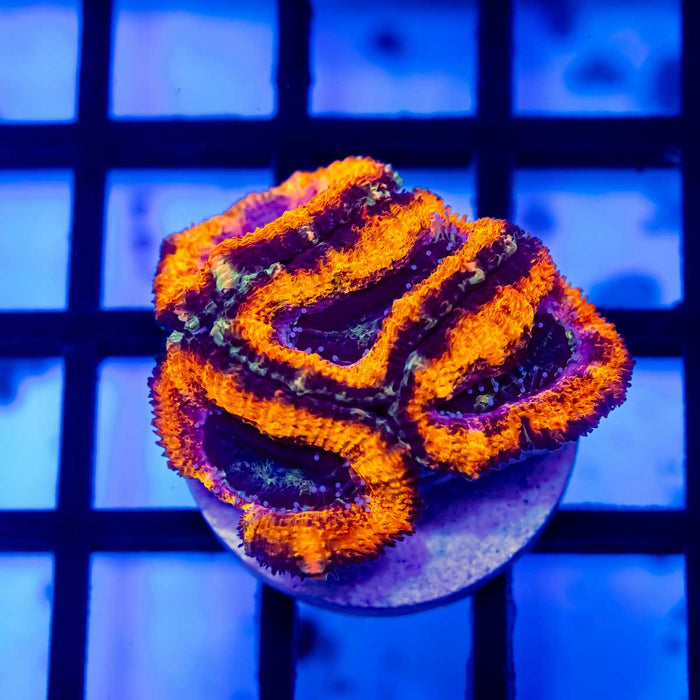 RAR Acan Frag