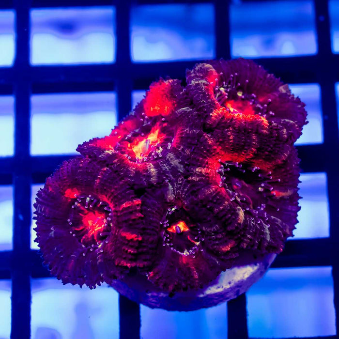 Acan Frag