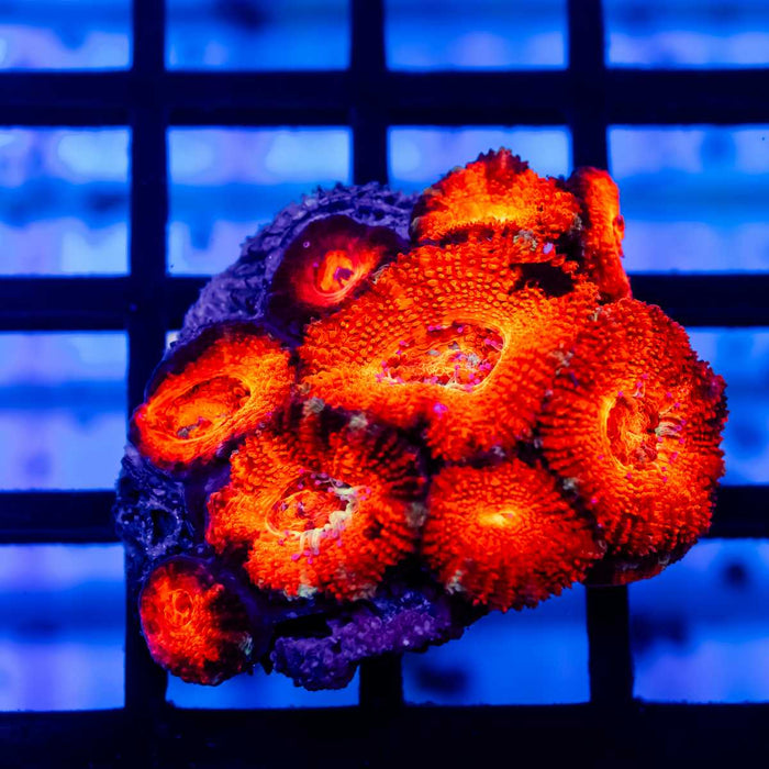 Acan Mini Colony