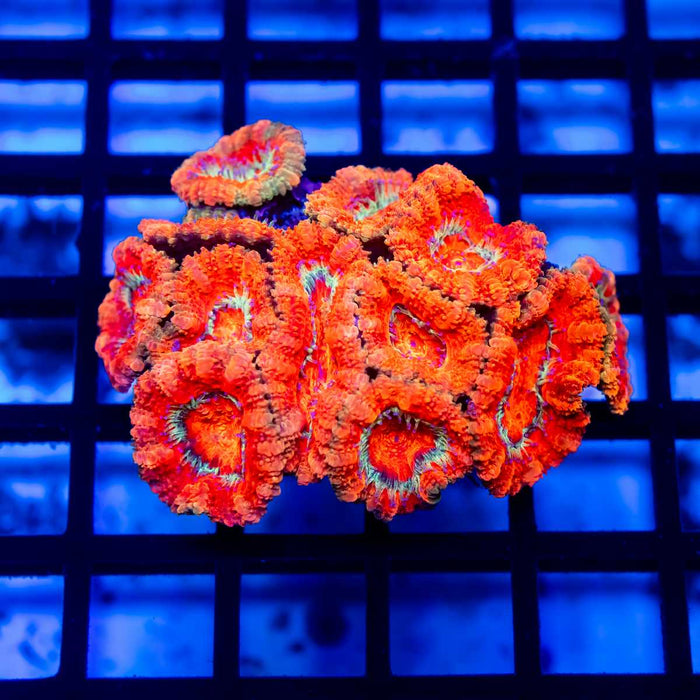 Acan Mini Colony