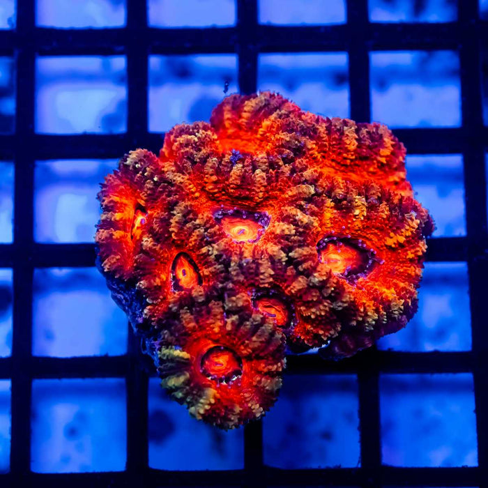 Acan Mini Colony