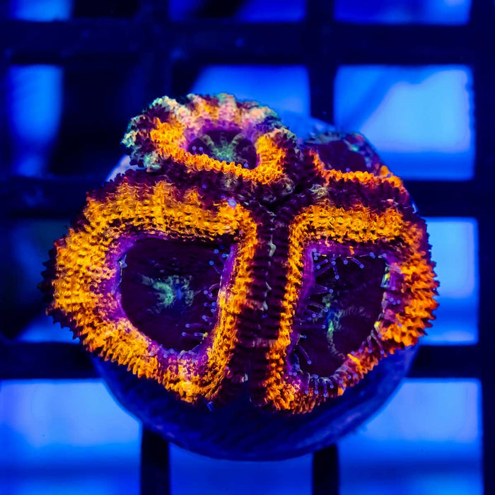 RAR Acan Frag