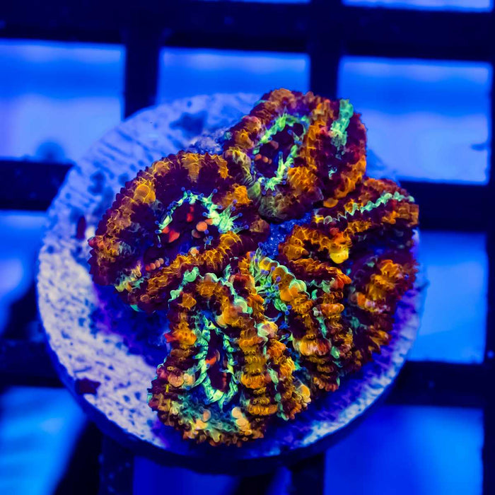 Rainbow Acan Frag