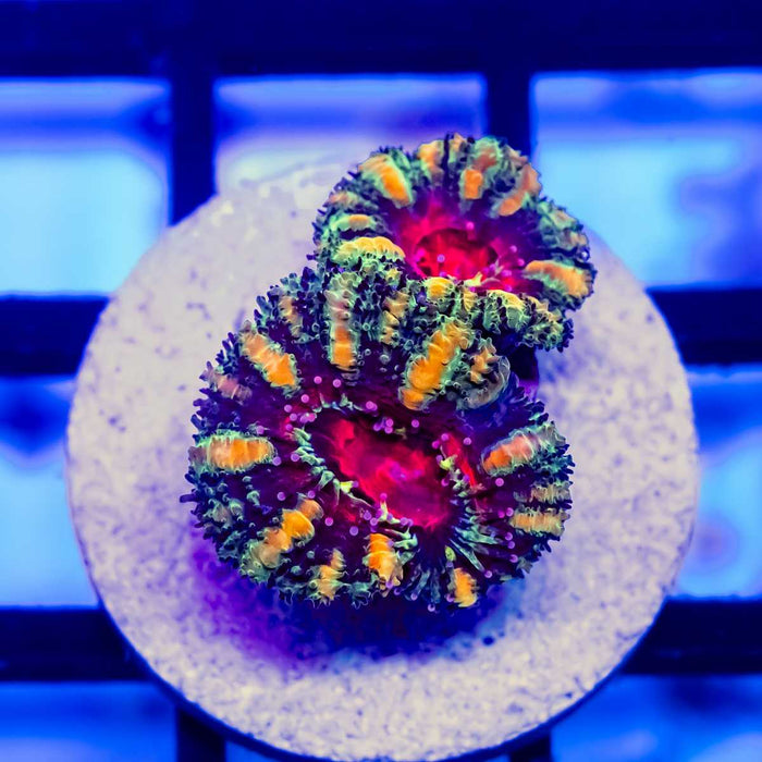 Ultra Rainbow Acan Frag