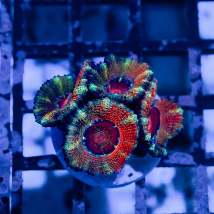 RAR Acan Frag