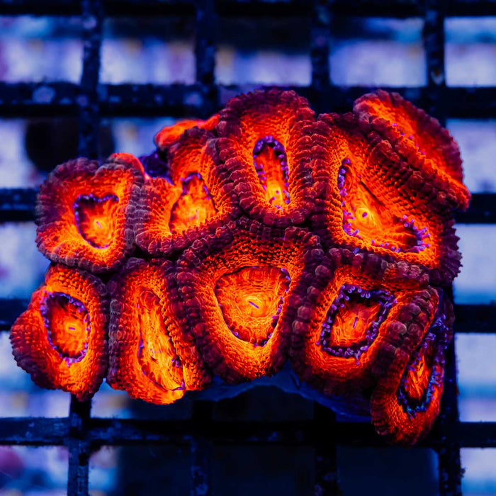 Acan Mini Colony