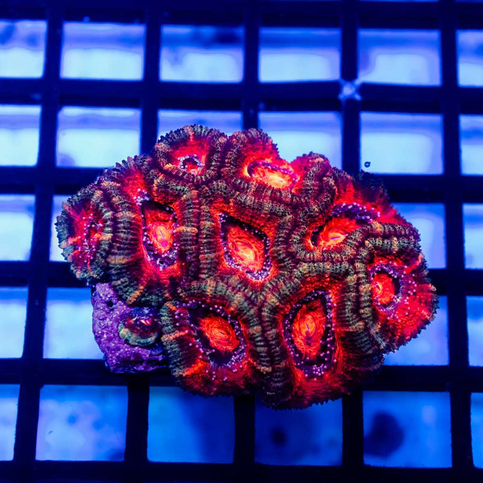 Acan Mini Colony