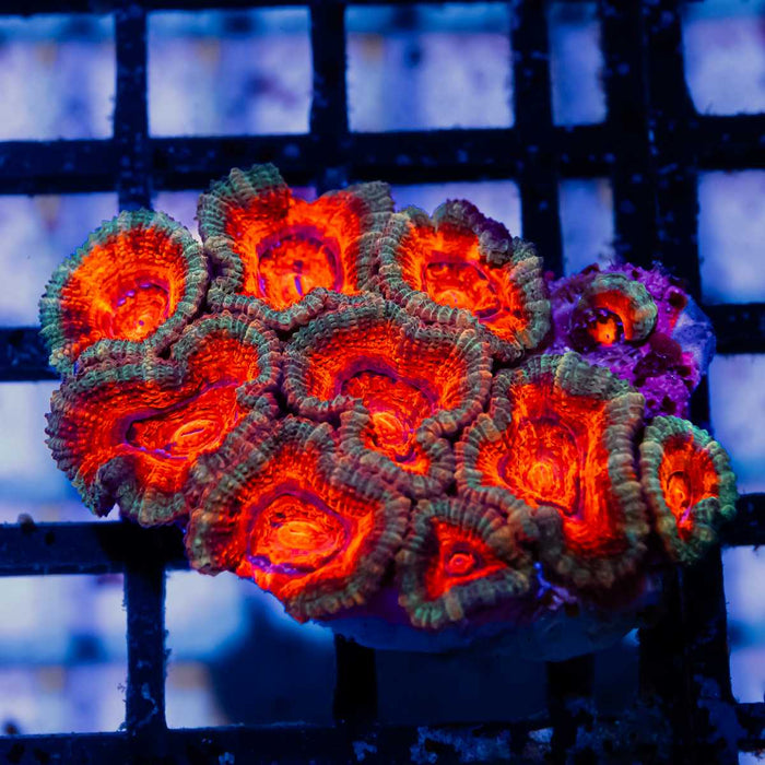 Acan Mini Colony