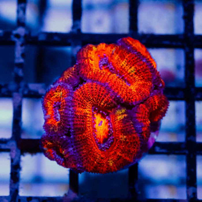 Acan Frag