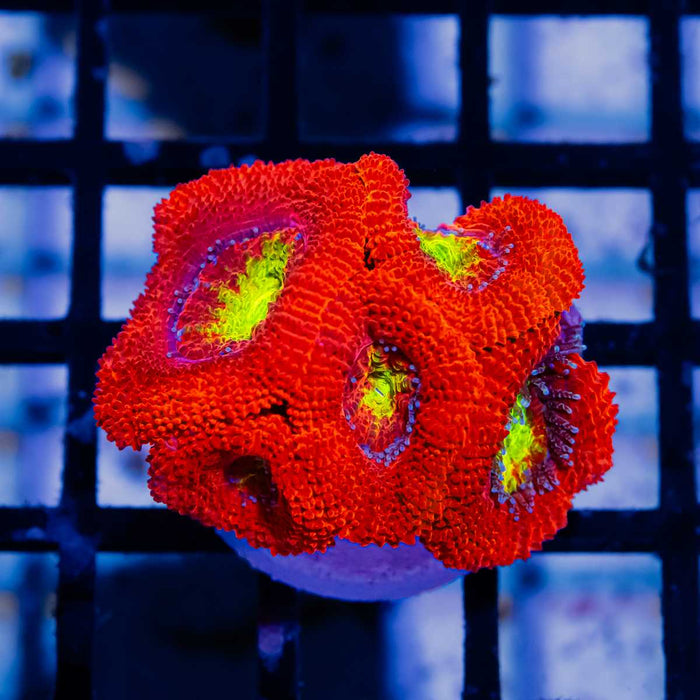 RAR Acan Frag