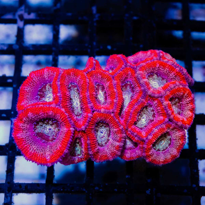 Acan Colony