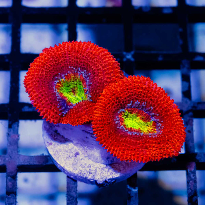 RAR Acan Frag