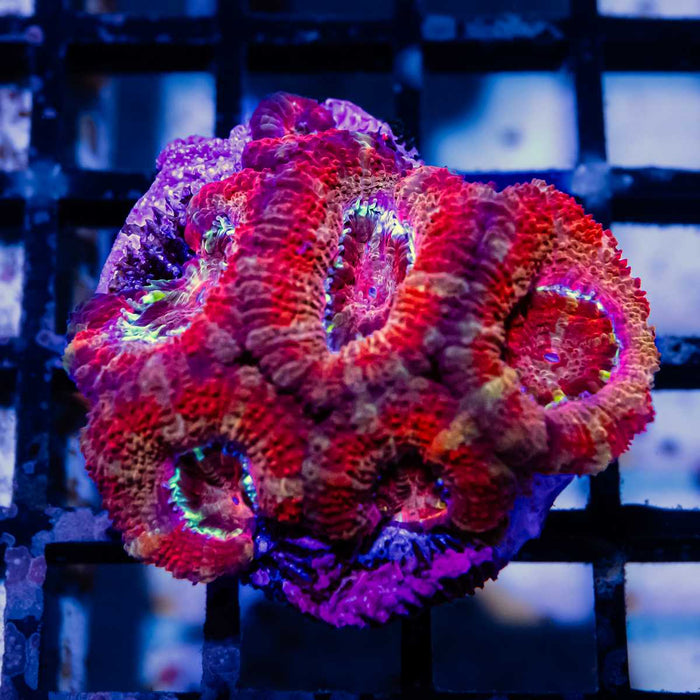 Acan Mini Colony