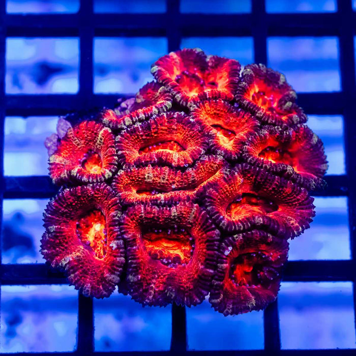 Acan Mini Colony