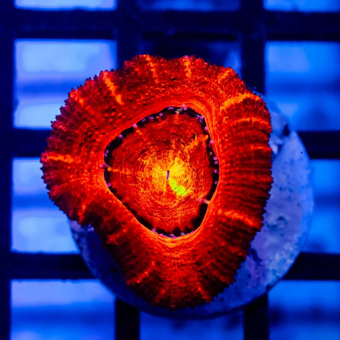 Acan Frag