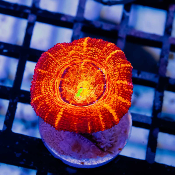 Acan Frag