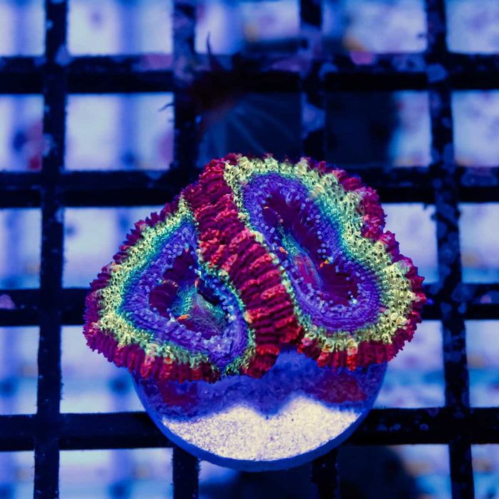 RAR Ultra Acan Frag