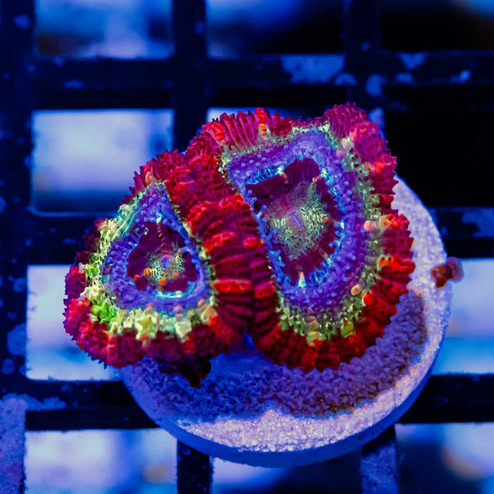 RAR Ultra Acan Frag