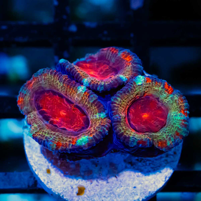 RAR Acan Frag