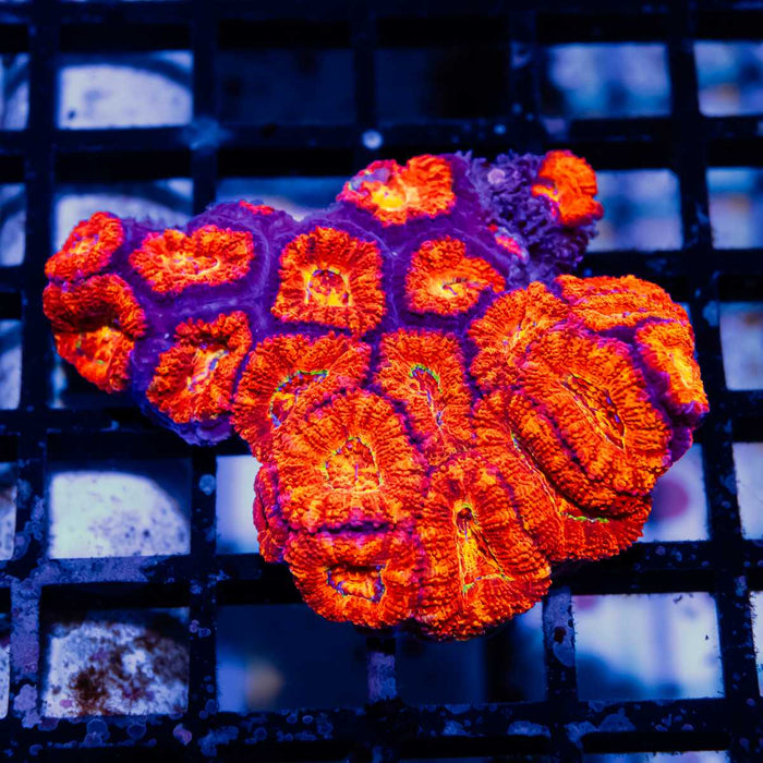 Acan Colony