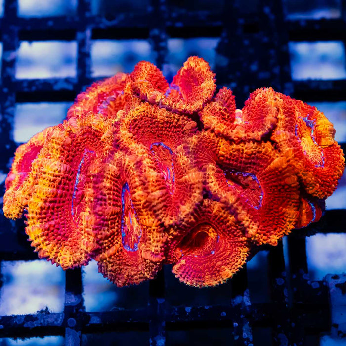 Acan Colony