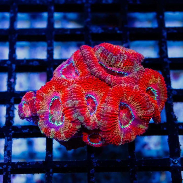 Acan Mini Colony