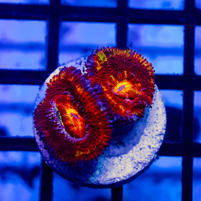 Super Ultra Acan Frag