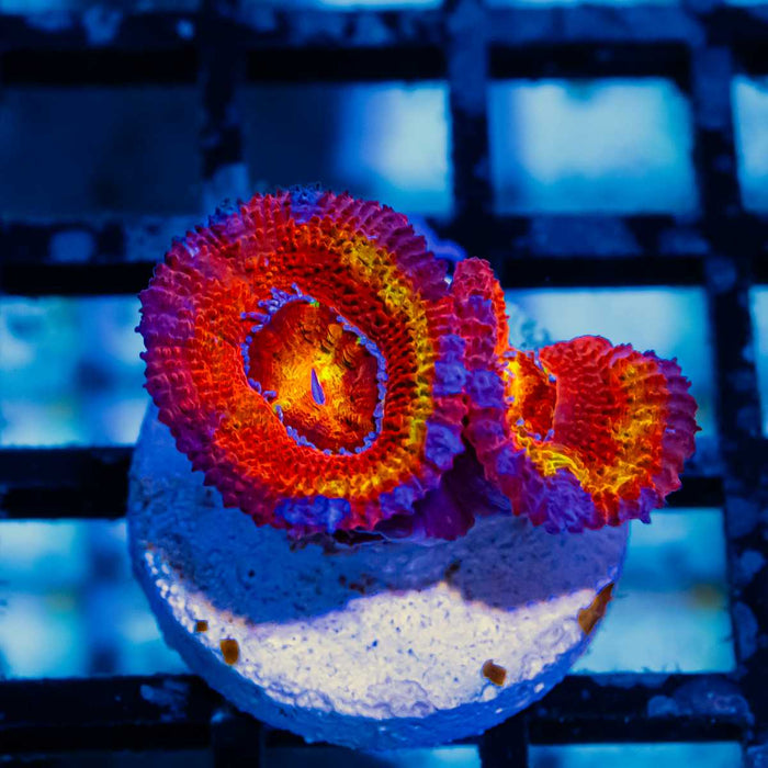 Super Ultra Acan Frag