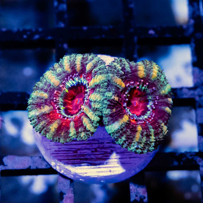 Ultra Rainbow Acan Frag